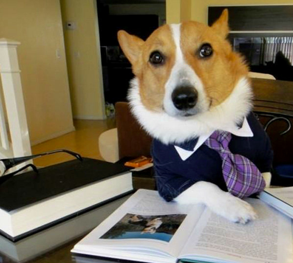 Lawyer Corgi