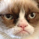 Grumpy Cat